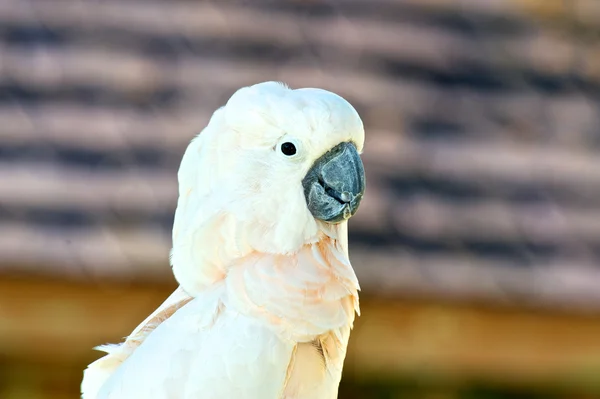 Cockatoo Close Up — Stock Photo, Image