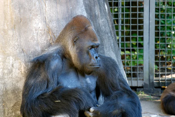 Gorila en el zoológico de Nueva Orleans — Foto de Stock