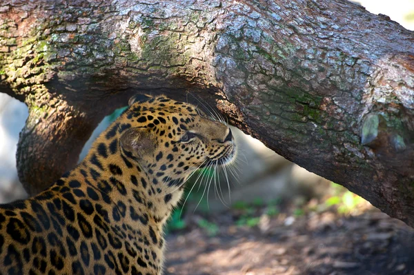 Leopardenpflege — Stockfoto