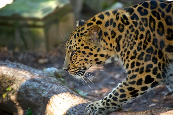 Leopard Stalking — Stockfoto