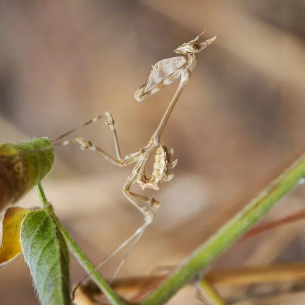 Mantis Europeu Feminino ou Louva Louva, Mantis religiosa — Fotografia de Stock