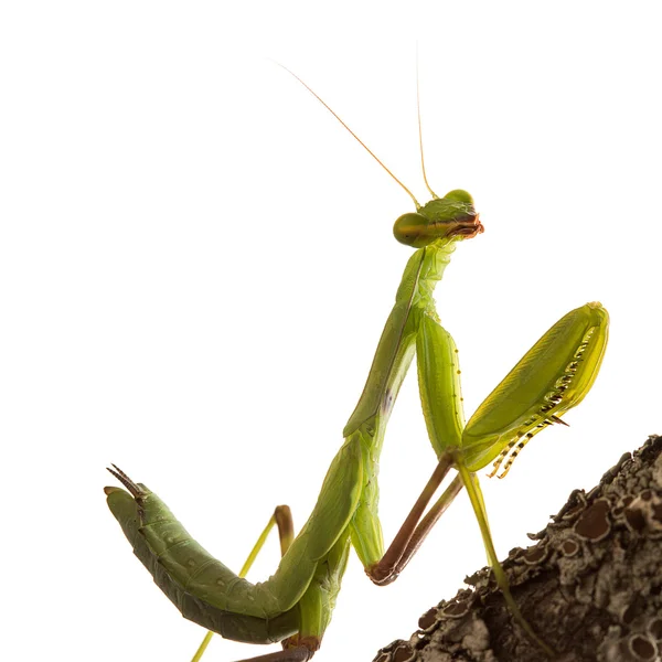 Praying Mantis iolated op witte achtergrond (uitknippad) — Stockfoto