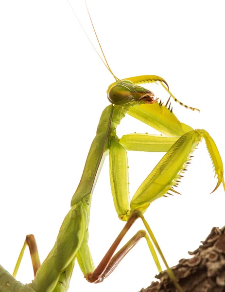 Praying Mantis iolated op witte achtergrond (uitknippad) — Stockfoto