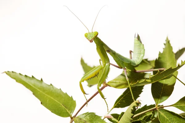 dişi peygamberdevesi Avrupa veya peygamber devesi, mantis bileğinde