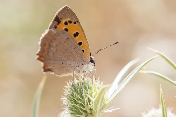 Butterfly (Vanessa cardui) on flower — Stock Photo, Image