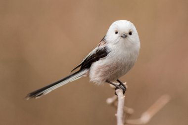doğal yaşam alanı (bayağı uzunkuyruk uzun kuyruklu baştankara)