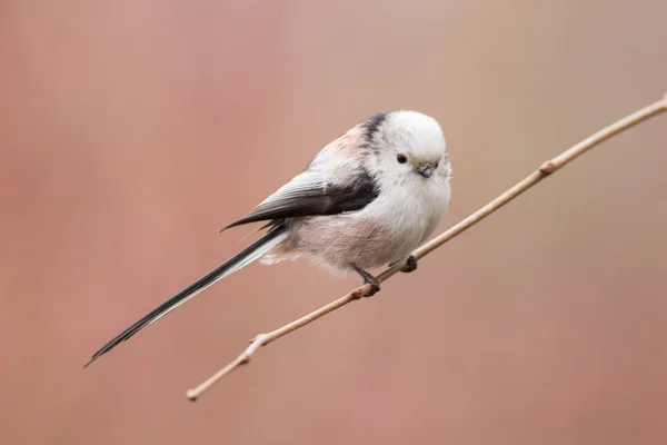 doğal yaşam alanı (bayağı uzunkuyruk uzun kuyruklu baştankara)