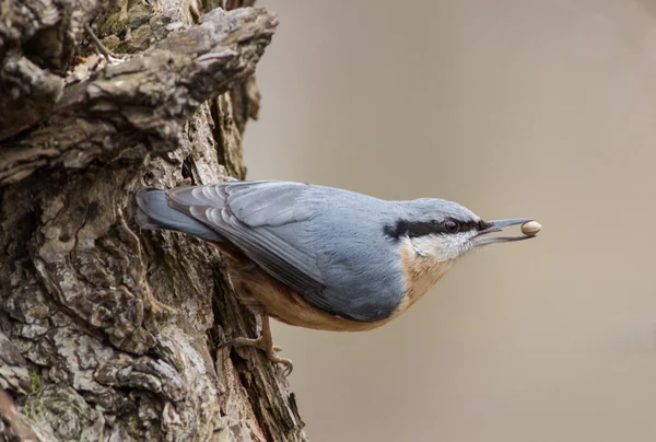 Nötväcka, trä nötväcka; Sitta europaea — Stockfoto