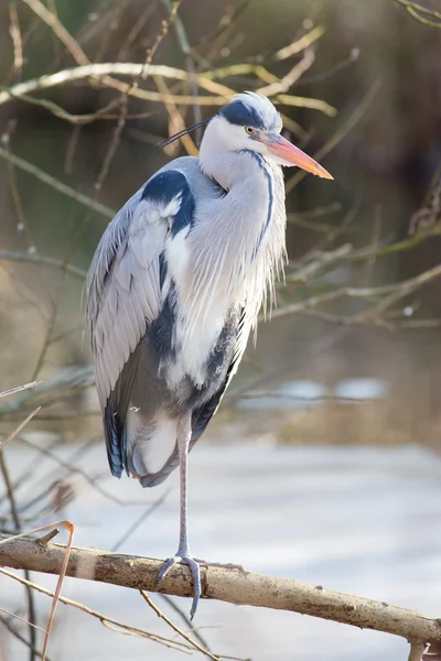 Bellissimo airone grigio (Ardea cinerea ) — Foto Stock