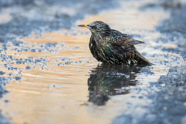 Stare im Vogelbad Stockbild