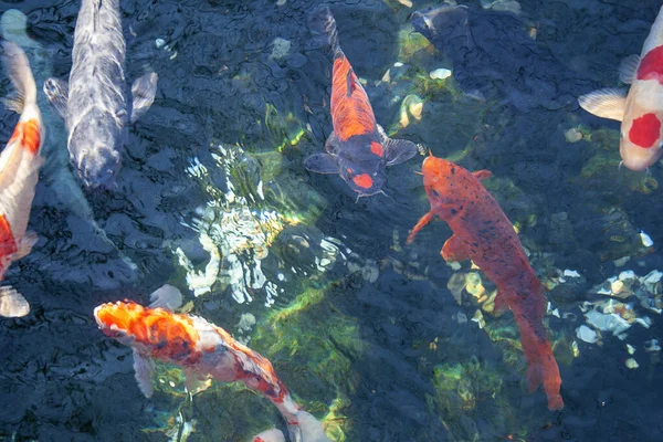 Koi Karpers Zwemmen Onder Water Japanse Tuin — Stockfoto
