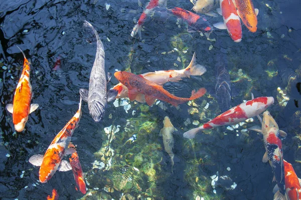 Koi Karpers Zwemmen Onder Water Japanse Tuin — Stockfoto