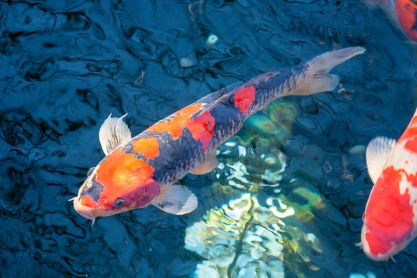 Карпи Koi Плавають Під Водою Японському Саду — стокове фото