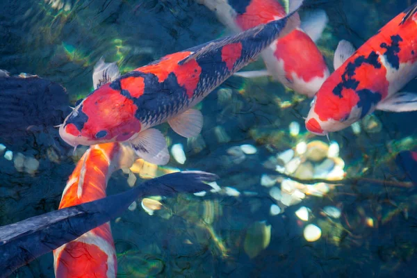 Карпи Koi Плавають Під Водою Японському Саду — стокове фото