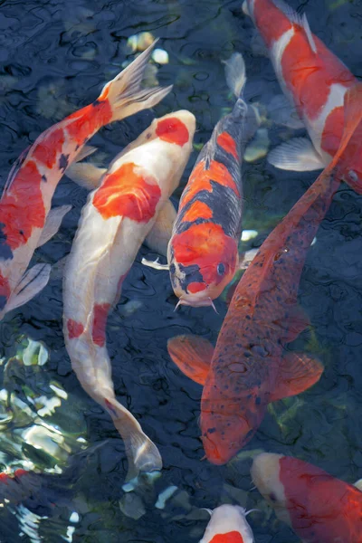 Koi Karpfen Schwimmen Unter Wasser Japanischen Garten — Stockfoto
