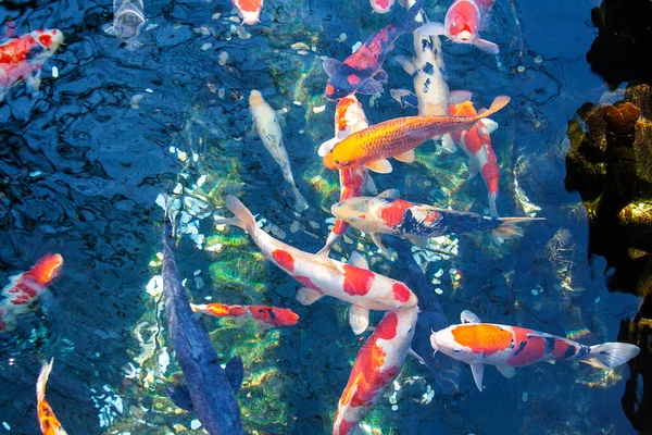 Koi Pontyok Úszás Víz Alatt Japán Kertben Jogdíjmentes Stock Fotók