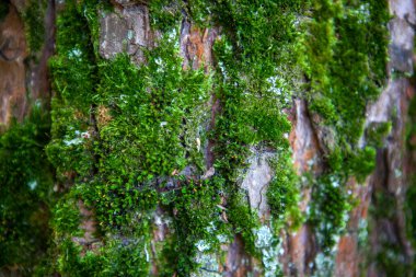 Eski bir ağaç kabuğunda yeşil yosun. Yaklaş.