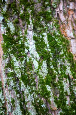 Eski bir ağaç kabuğunda yeşil yosun. Yaklaş.