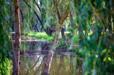 Ağaçların arasından görünen küçük bir balık havuzu