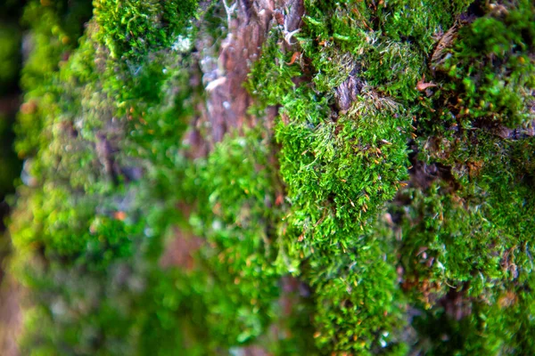 Eski bir ağaç kabuğunda yeşil yosun. Yaklaş.