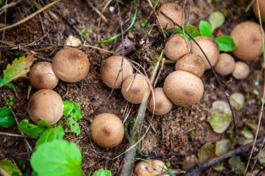 Sonbahar ormanında küçük bir tüy yumağı mantarı grubu, Lycoperdon Pyrime