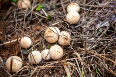 Sonbahar ormanında küçük bir tüy yumağı mantarı grubu, Lycoperdon Pyrime