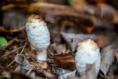 Genç, beyaz bir mantar. Sonbahar ormanında bol miktarda kuru ot yetiştiriyor.