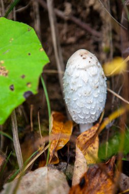 Genç, beyaz bir mantar. Sonbahar ormanında bol miktarda kuru ot yetiştiriyor.