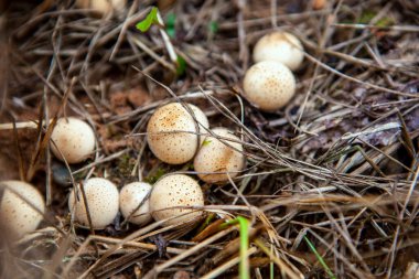 Sonbahar ormanında küçük bir tüy yumağı mantarı grubu, Lycoperdon Pyrime