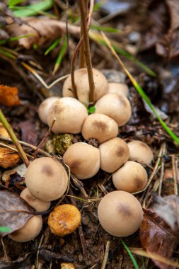 Sonbahar ormanında küçük bir tüy yumağı mantarı grubu, Lycoperdon Pyrime