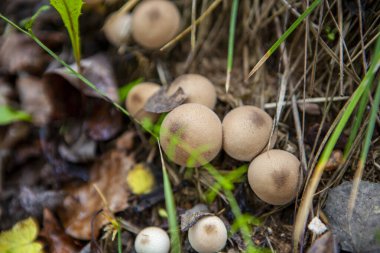 Sonbahar ormanında küçük bir tüy yumağı mantarı grubu, Lycoperdon Pyrime