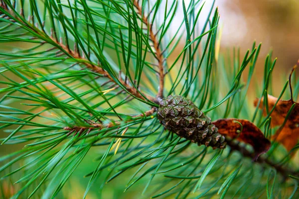 Ένα Νεαρό Πράσινο Κλαδί Πεύκου Ένα Κοντινό Κουκουνάρι Δάσος Φθινόπωρο — Φωτογραφία Αρχείου