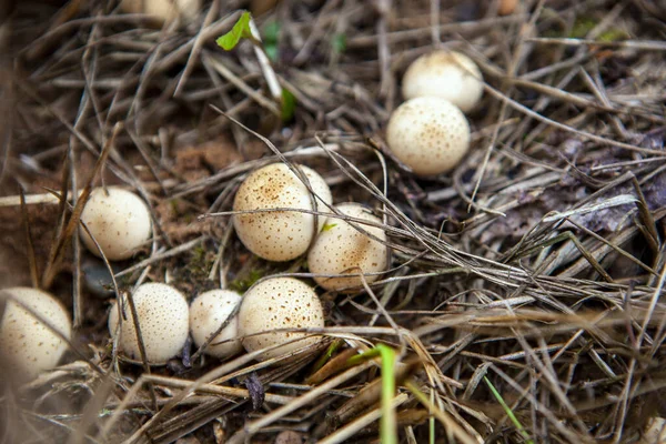 Eine Kleine Gruppe Von Puffballpilzen Herbstlichen Wald Lycoperdon Pyriforme — Stockfoto