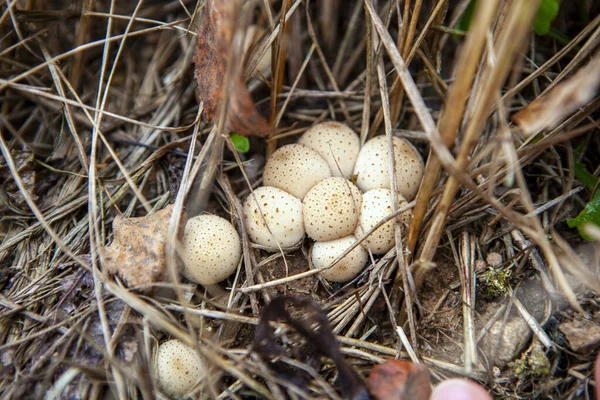 Petit Groupe Champignons Bouffons Dans Forêt Automne Lycoperdon Pyriforme — Photo