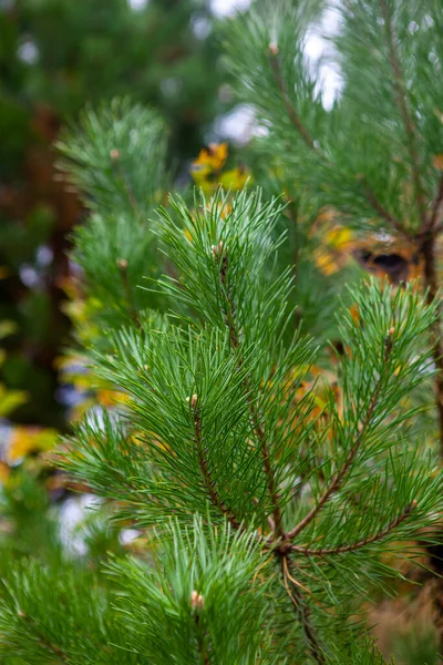 Young Green Pine Tree Branches Closeup Forest Autumn — Stock Photo, Image