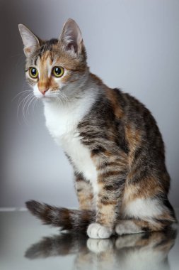 Bulanık arkaplanı olan üç renkli şirin bir kedi portresi