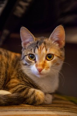 Bulanık arkaplanı olan üç renkli şirin bir kedi portresi