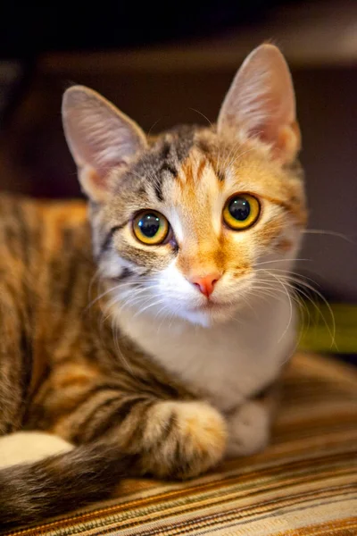 Ein Niedliches Katzenporträt Trikolore Mit Verschwommenem Hintergrund — Stockfoto