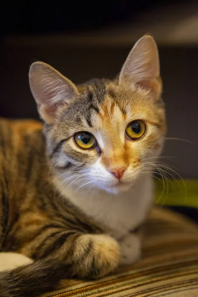 Een Schattig Driekleurig Kat Portret Met Wazig Achtergrond — Stockfoto