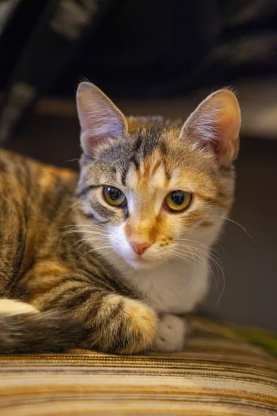 Een Schattig Driekleurig Kat Portret Met Wazig Achtergrond — Stockfoto