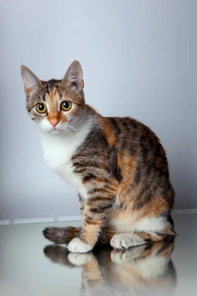 Lindo Retrato Gato Tricolor Con Fondo Borroso — Foto de Stock