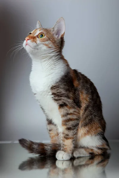 Ein Niedliches Katzenporträt Trikolore Mit Verschwommenem Hintergrund — Stockfoto