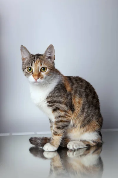 Ein Niedliches Katzenporträt Trikolore Mit Verschwommenem Hintergrund — Stockfoto