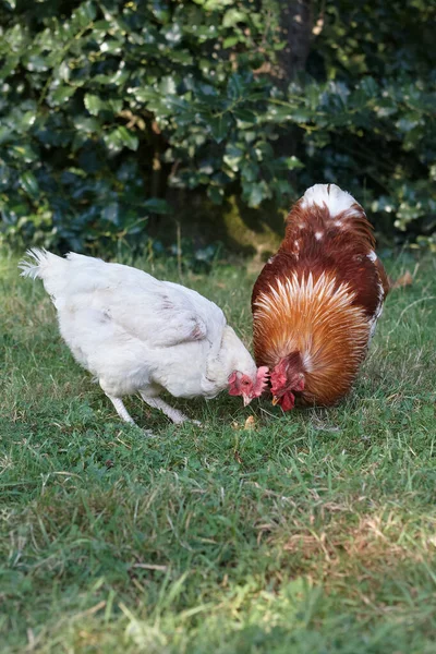 Csirke Kakas Gyümölcsöt Eszik Fűben — Stock Fotó