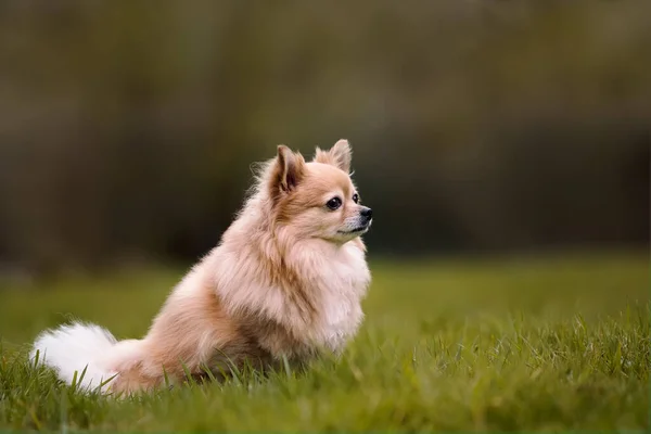 Jasnobrązowy Samica Chihuahua Siedzi Trawie — Zdjęcie stockowe