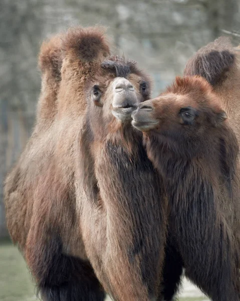 Μερικές Καμήλες Φροντίζουν Μία Την Άλλη — Φωτογραφία Αρχείου