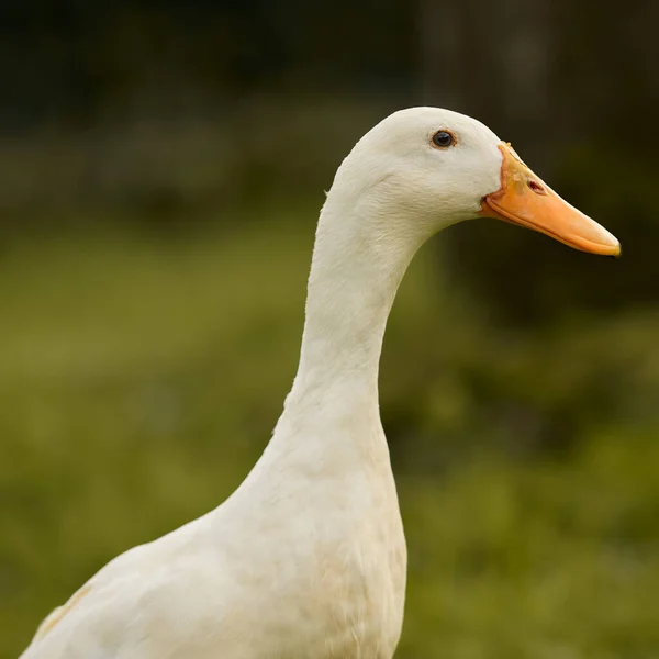 Close Head Shot White Indian Runner Duck — Stock Photo, Image