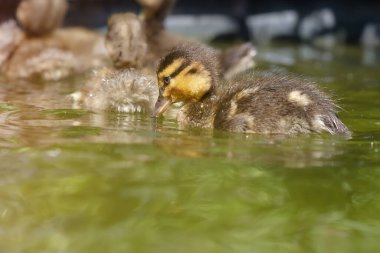 Yeni doğmuş ördek yavrusu melez yaban ördeği ve Hint koşucu ördek