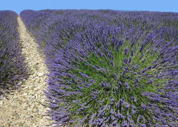 Fransa Nın Provence Bölgesinde Taş Yolu Olan Lavanta Tarlası — Stok fotoğraf