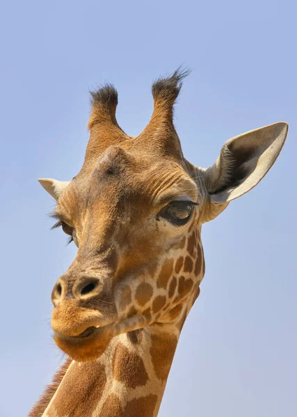 Großaufnahme Des Kopfes Einer Giraffe Die Die Kamera Schaut — Stockfoto